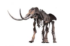Woolly Mammoth_s_247184858.jpg
